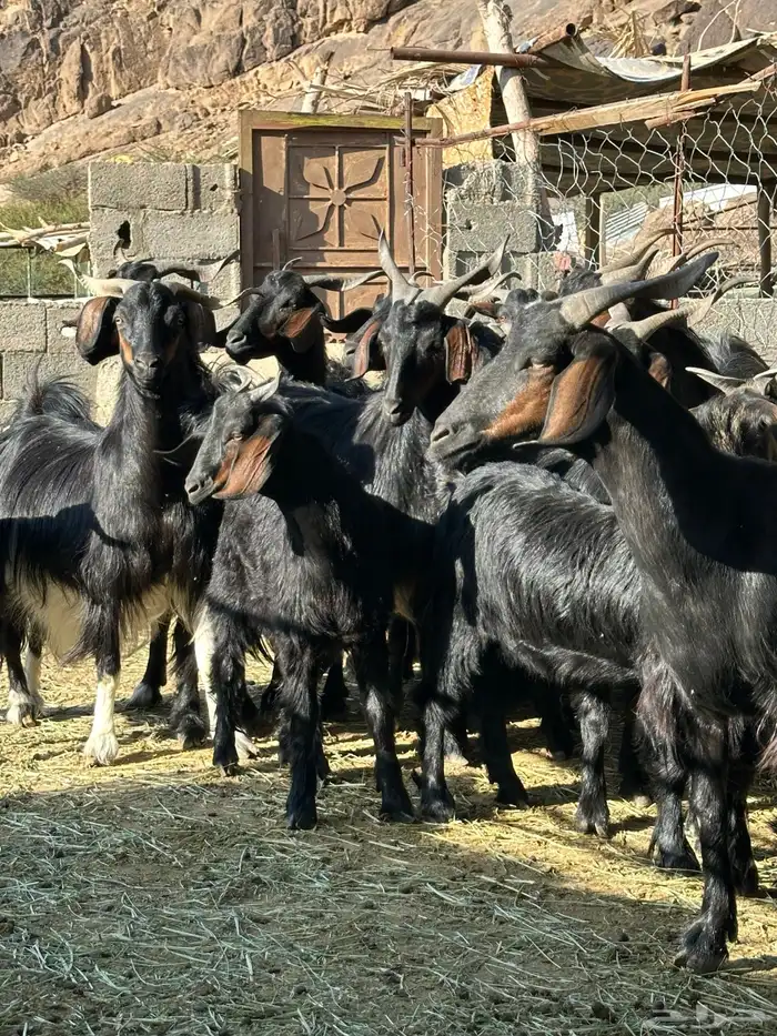 ماعز دغس فواخر 4