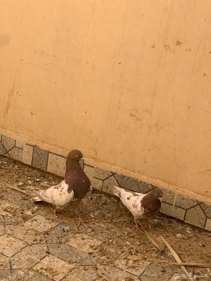 جوز باكستاني لاكا 0