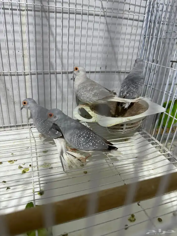 يمام ماسي زوجين على الشرط 2