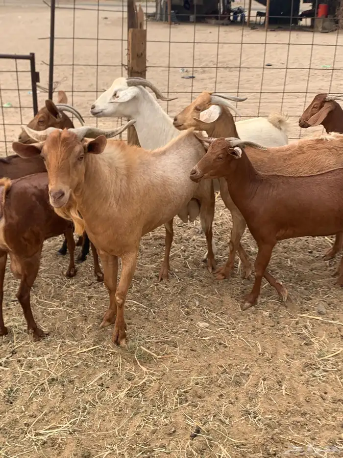 للبيع معزا جفار بيشيات برص ومعزا دهم 9