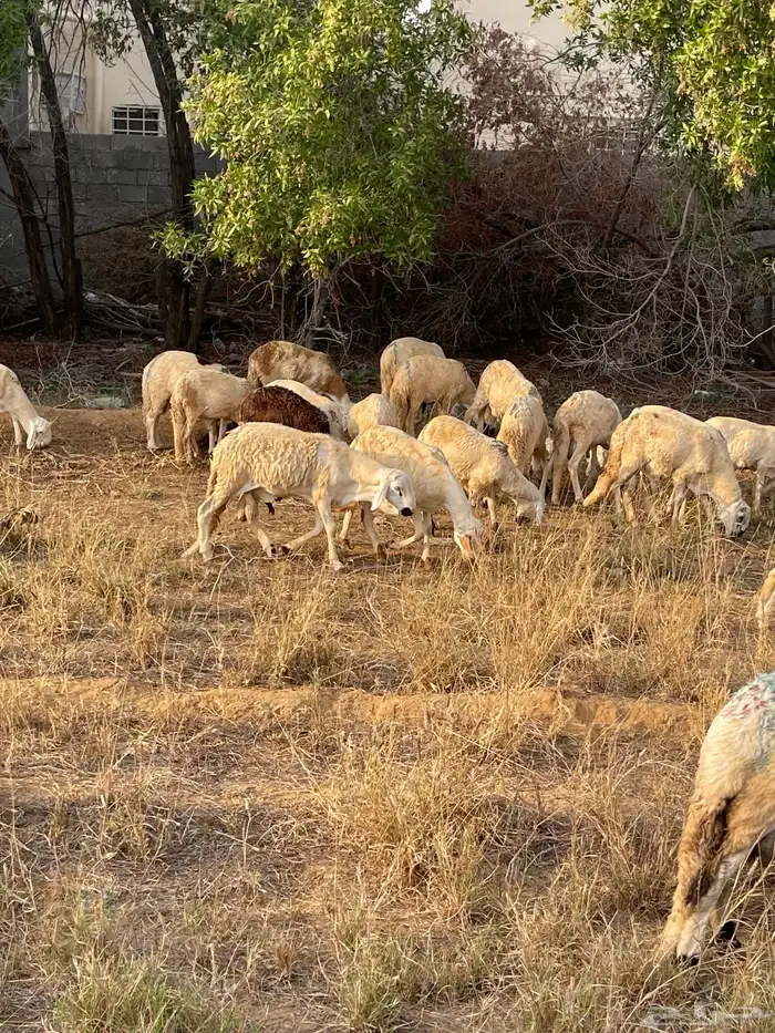 ذبايح سواكني 0