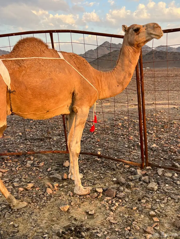 خلفه حمرا مجموع مجموع ب 11800 يبلاش 4