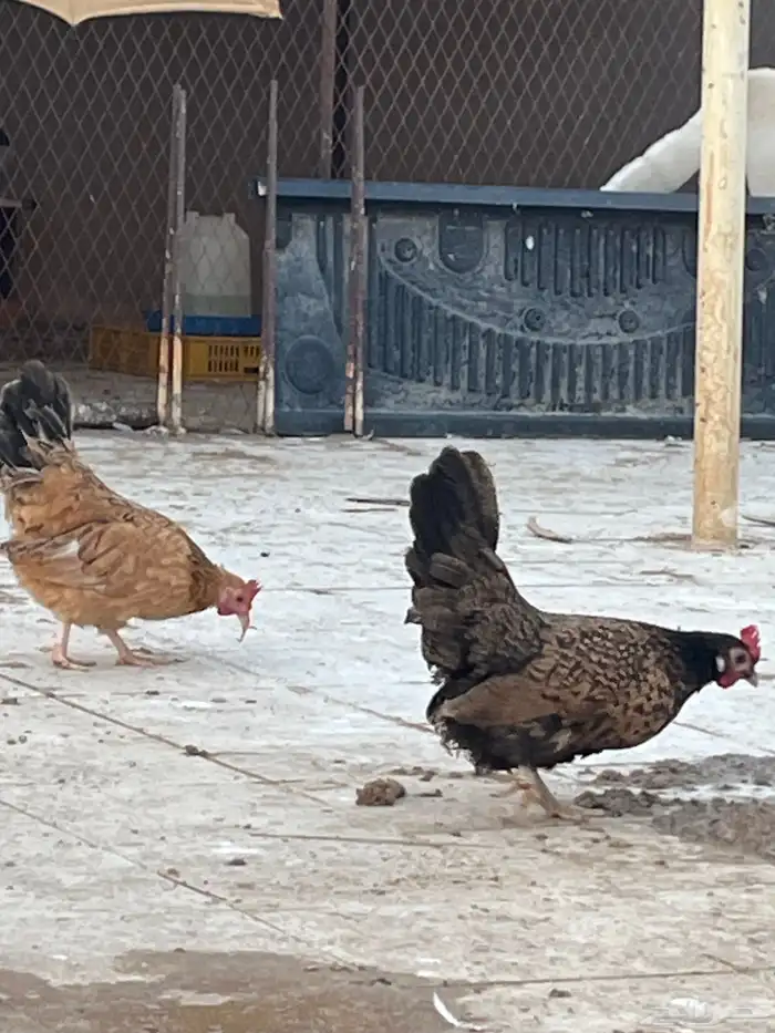 طقم جابنيز مميز نوادر اصل 5