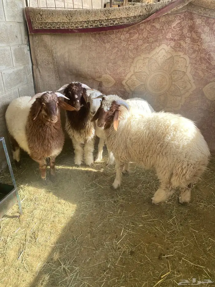 طليان نعيم 0