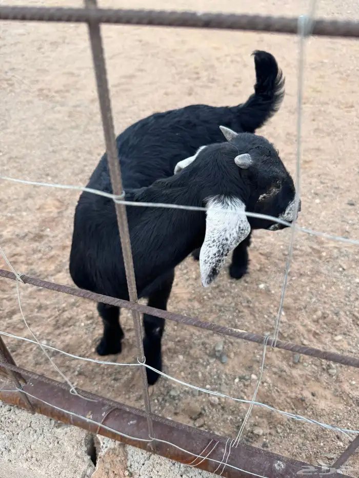 عنز خلفه معها تيس ذبيحه 2