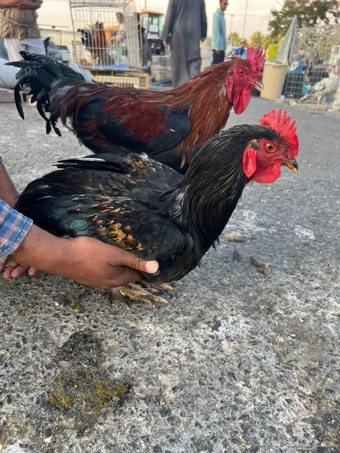 ديك   ديكه مهجن باكستاني للبيع 5