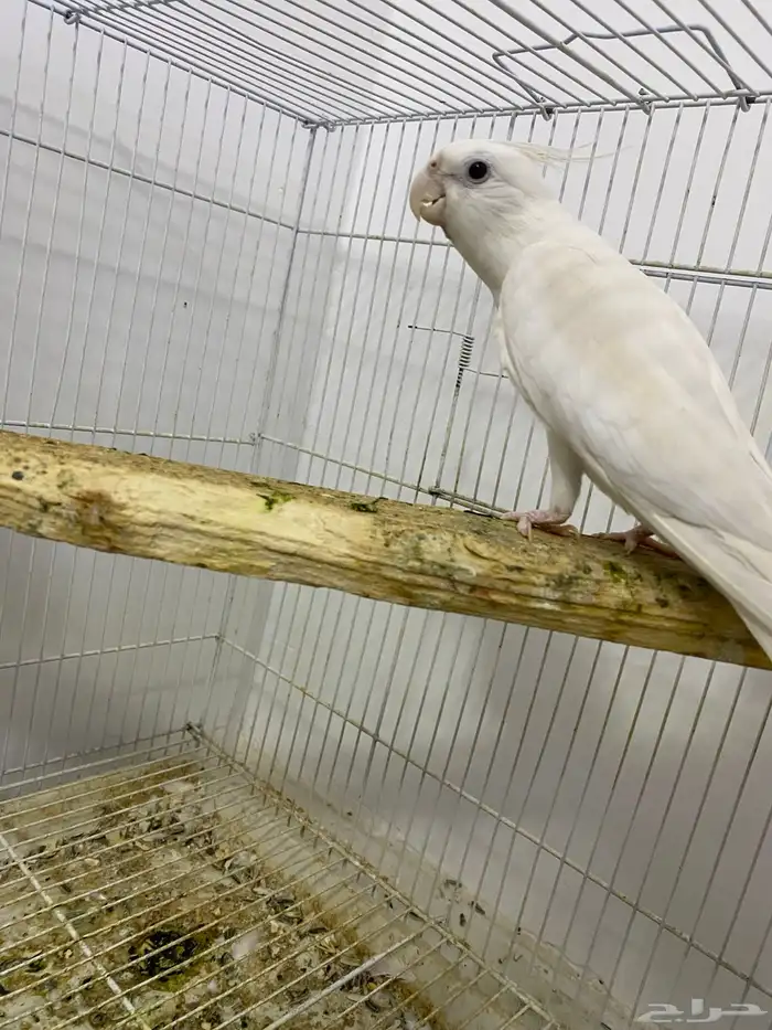 جوز كروان البينو 3