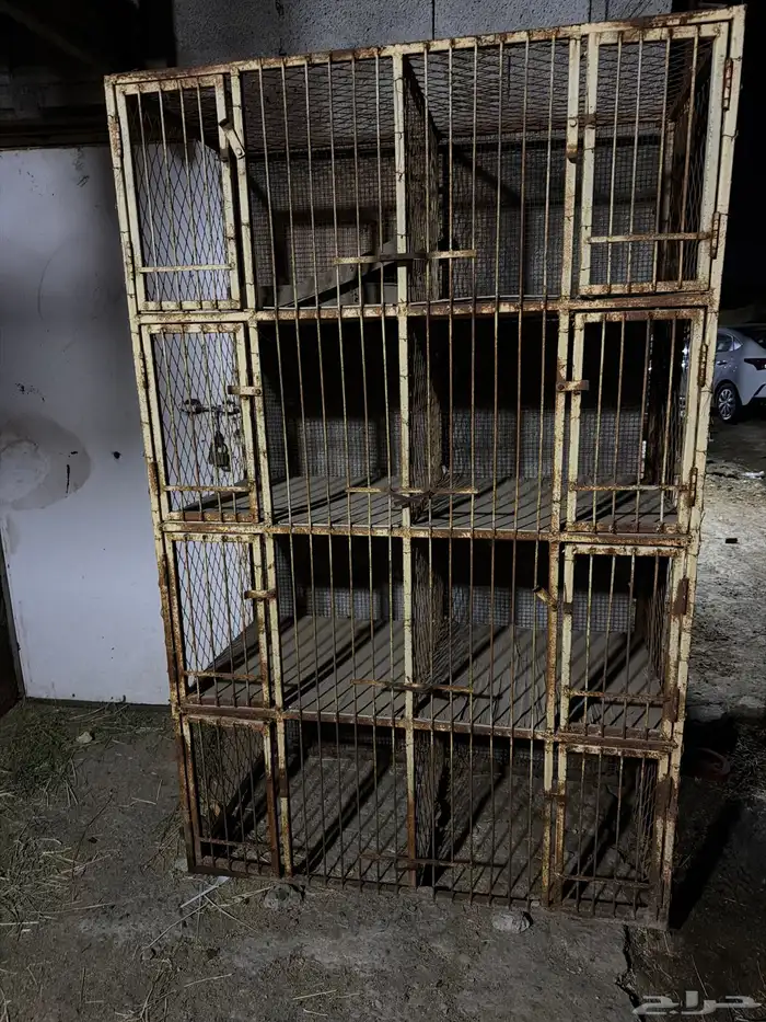 محكر حمام وتسمين ديوك 0