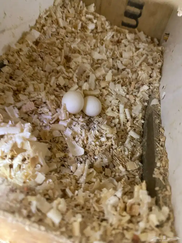 جوز كروان البينو 7