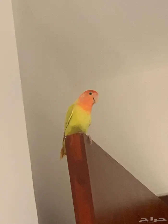 انثي روز منتجه ومتكلمه 0