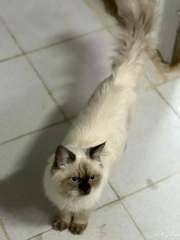 حي الاثايبة الشمالي 0