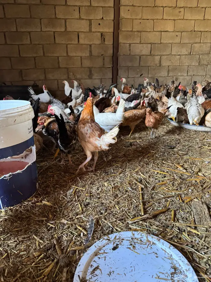 60 ديك بلدي وفيومي وفرنسي تزيد تنقص 2