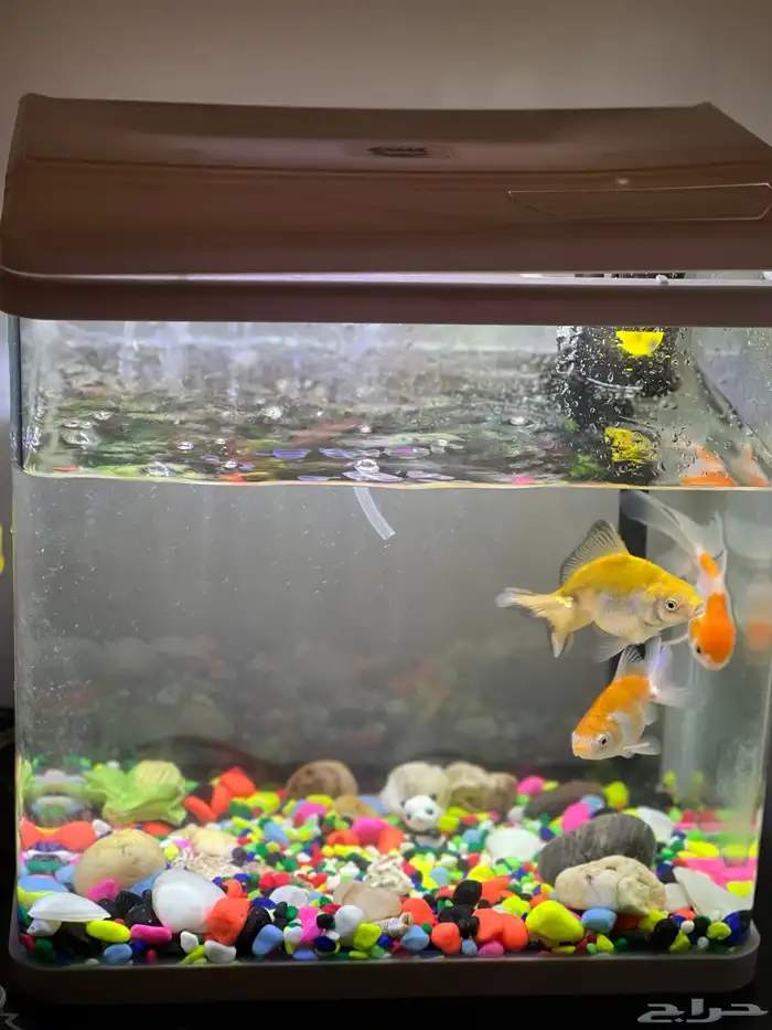 حوض سمك للبيع 2