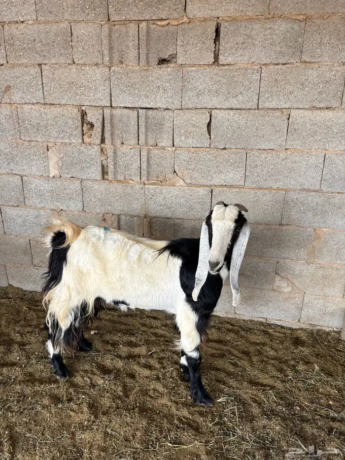 معزا مضاريع 0