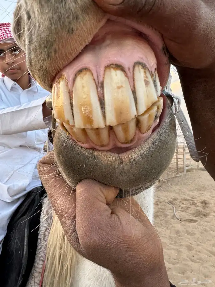 فرس معها مهره واهو 2