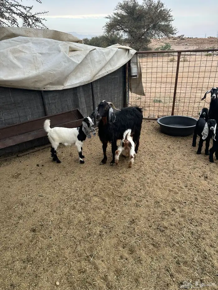 معزى خلفات متاومات 3