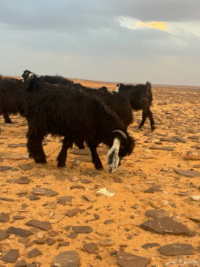 تيوس للبيع 2