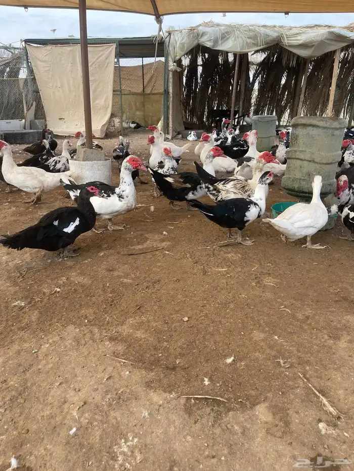 بط بح مكسوفي 5