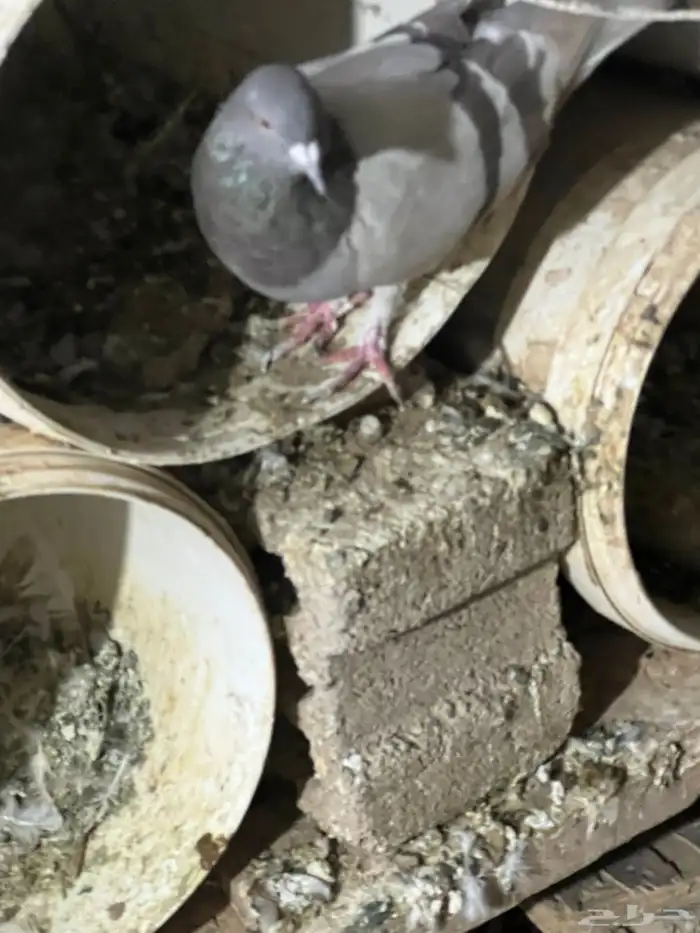 فروخ حمام سلفر 1