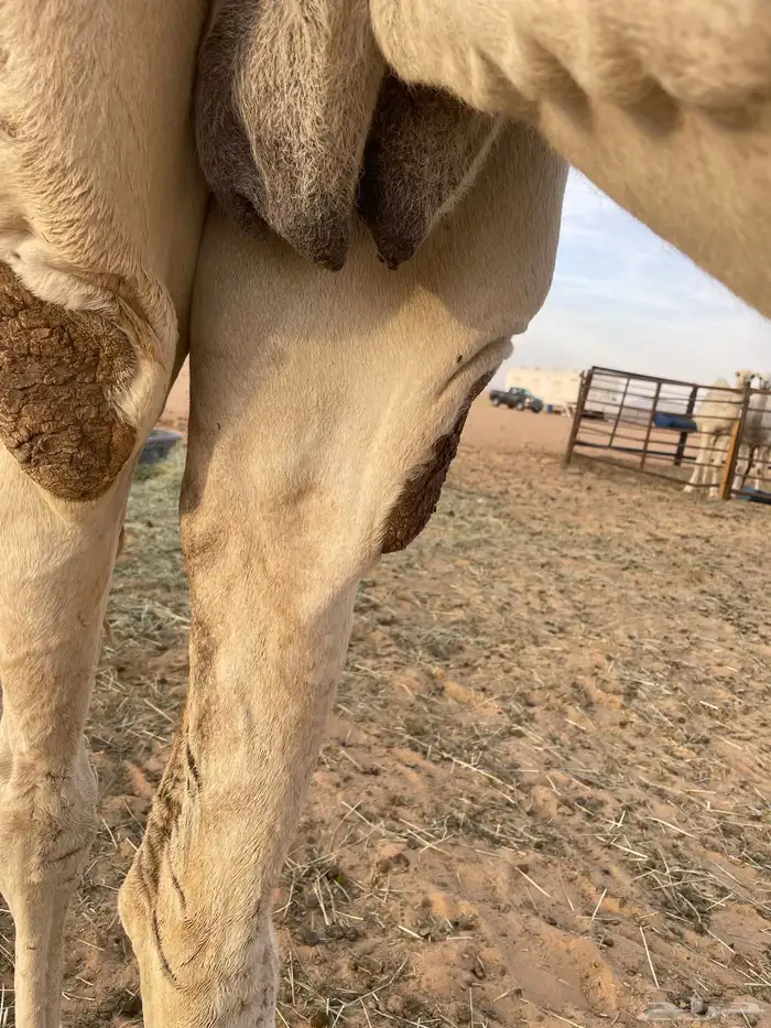 ضروبه وضحاء 5