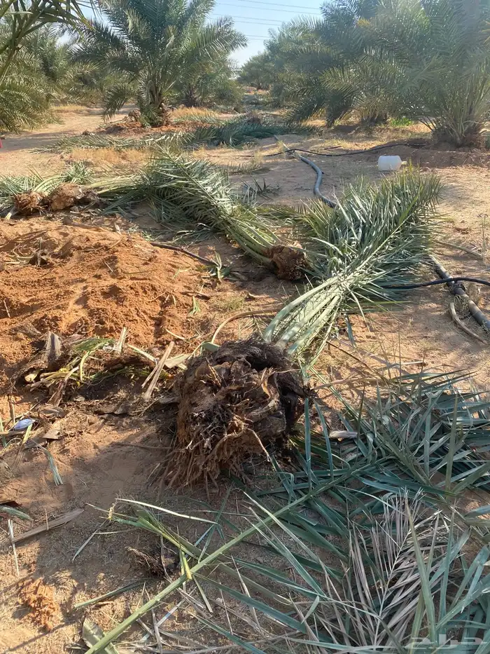 يوجد لدينا نخل البيع الموقع شقرا ساجر الدودمي عفيف 4