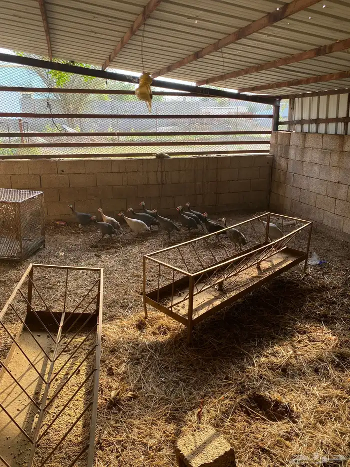 دجاج حبشي حجل 0