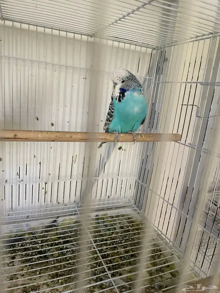 ثلاث ازواج باجي انجليزي وزوجين استرالي 9