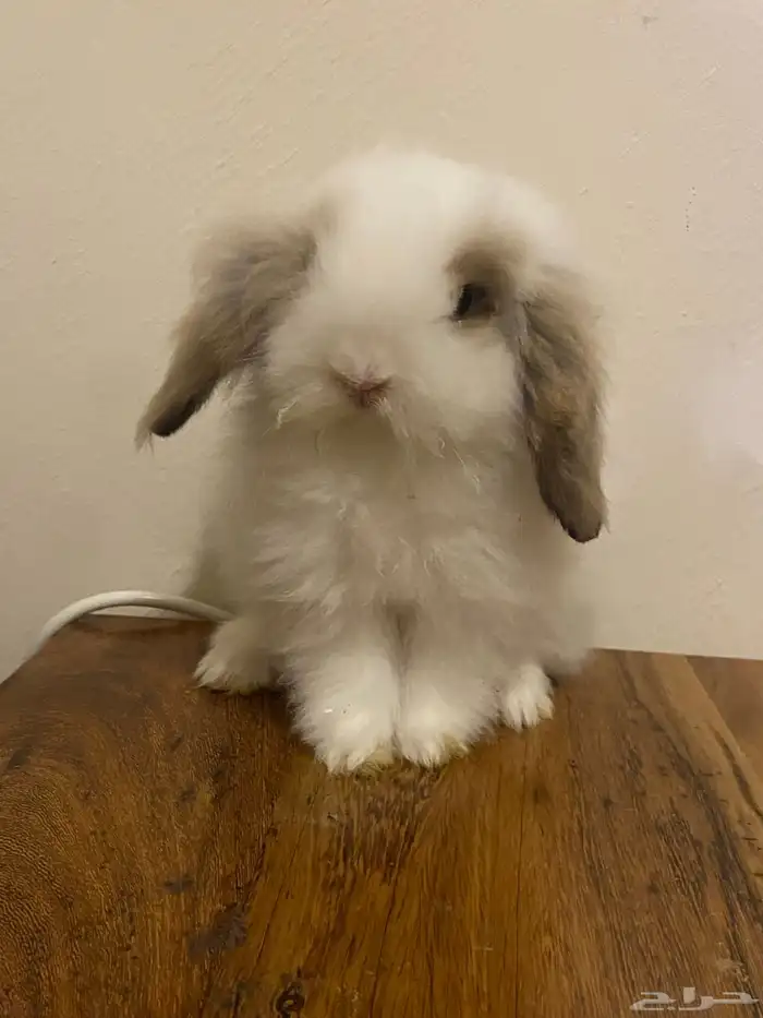 ارنوب هولاند لوب 1