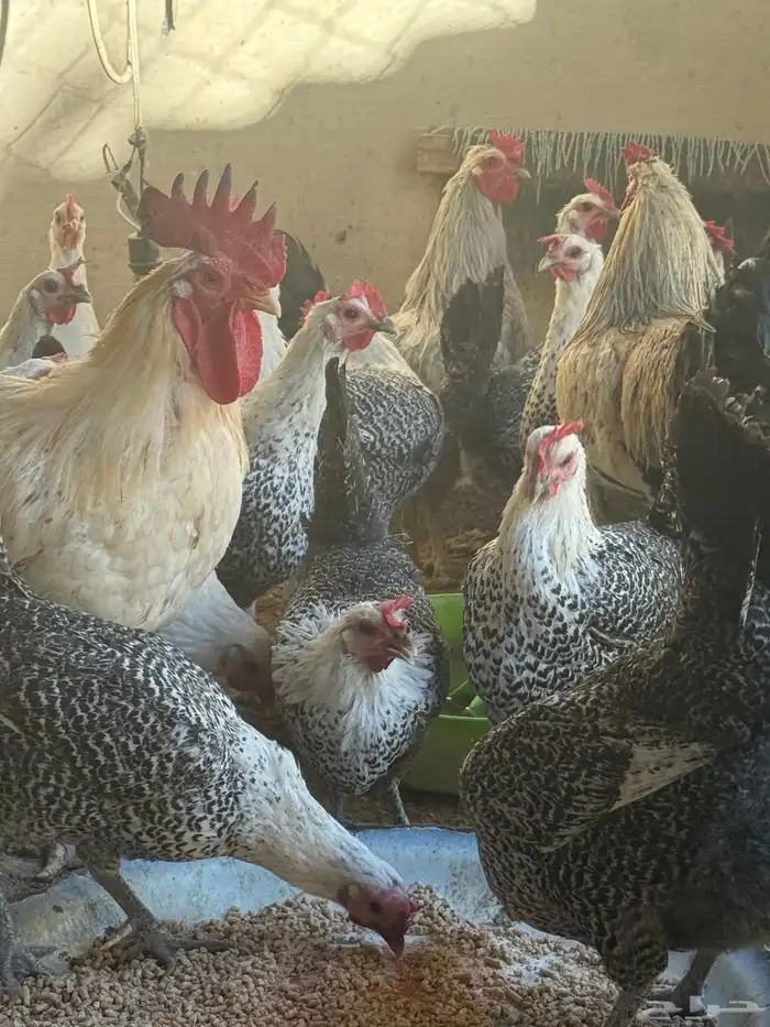 دجاج فيومي شبابي بياض 4