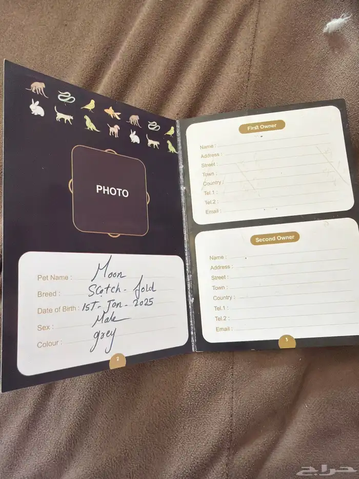 قط سكوتش فولد 6