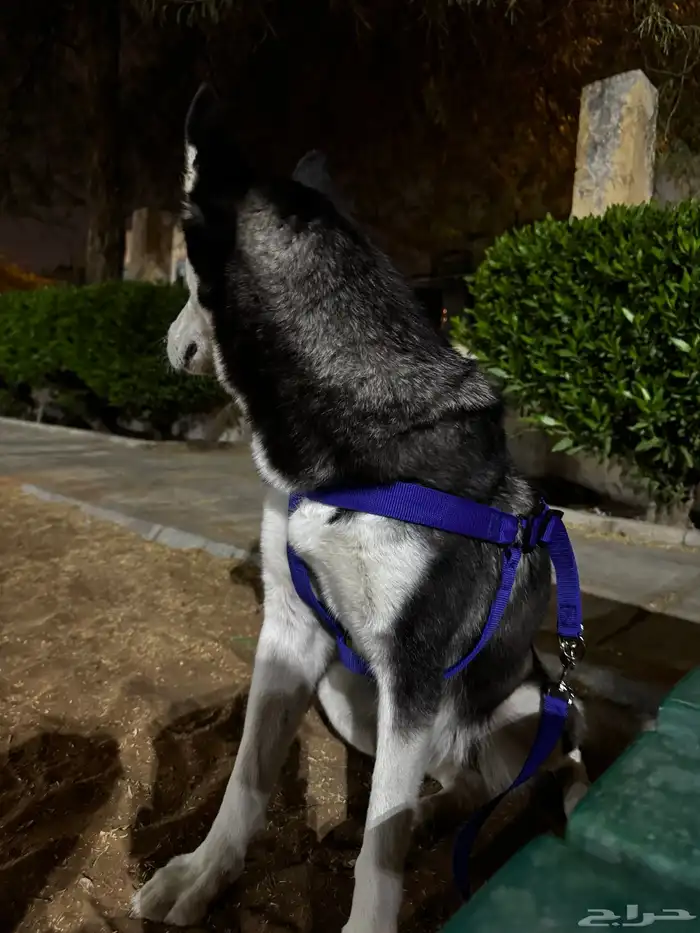 كلب هايسكي 2