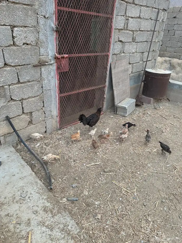 دجاجة بلدي مفرخه 3