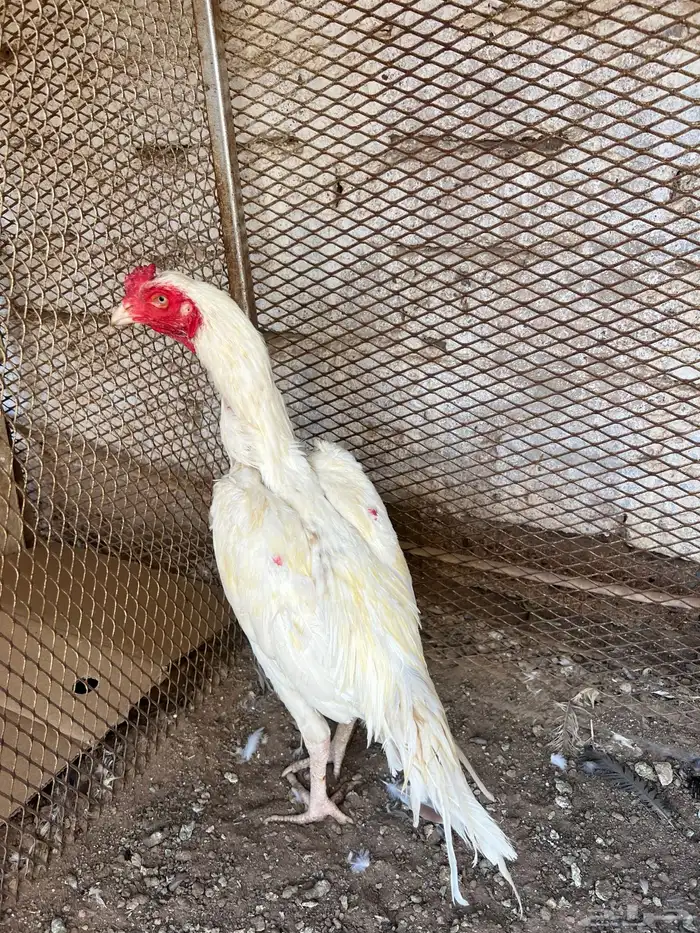 للبيع ديك ميوالي بيور 2