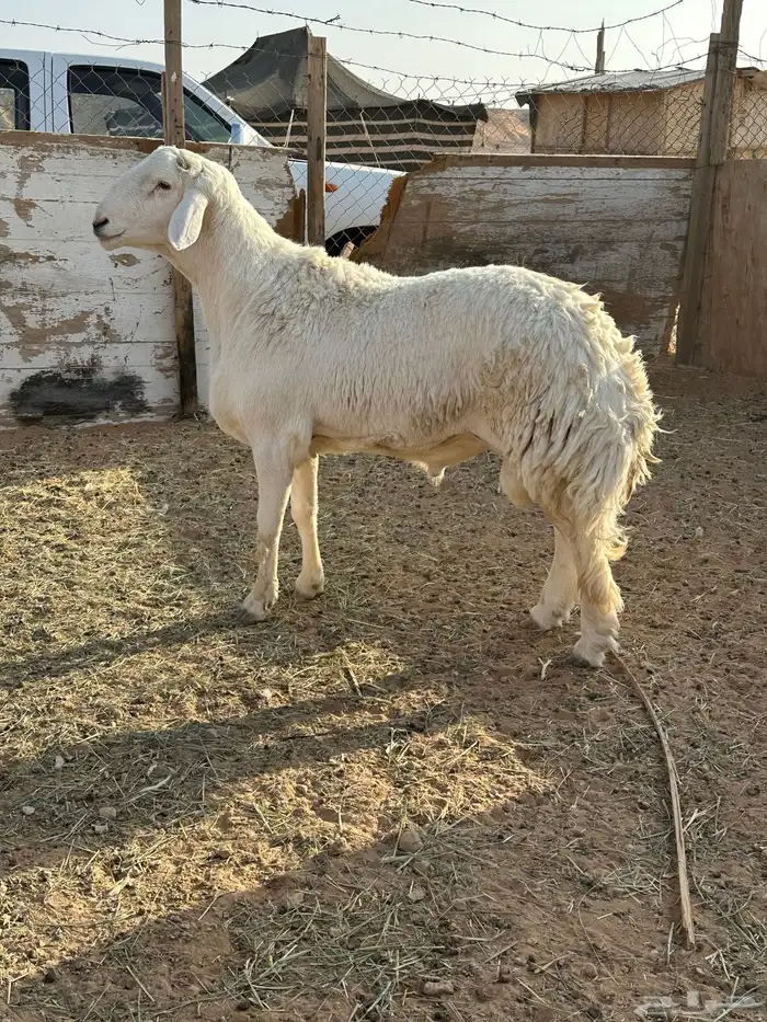 تيس وخروف للبيع 0