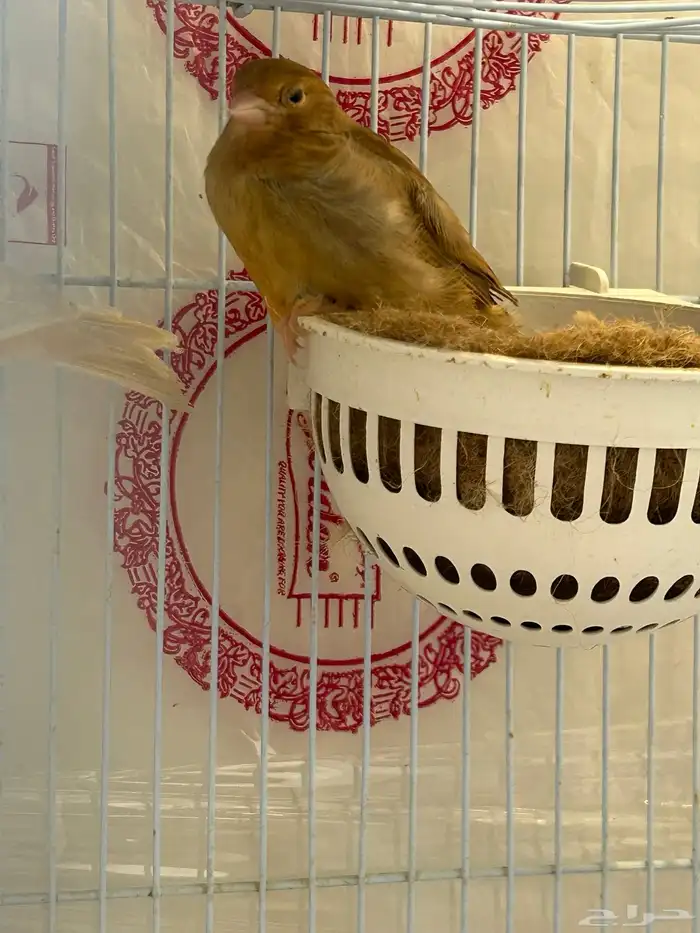 فروخ جاسب مشمشي عمر شهر 1