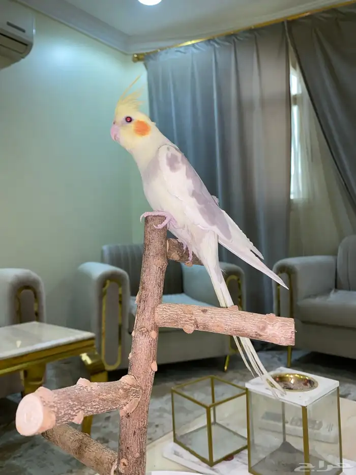 كروان اليف 5