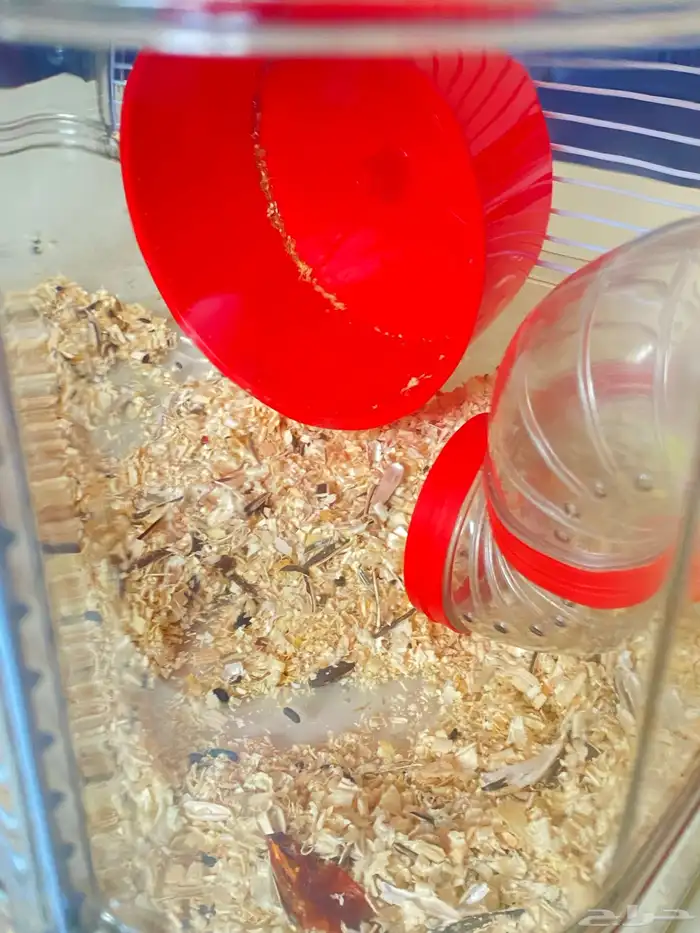 هامستر ذكر وانثى للبيع 4