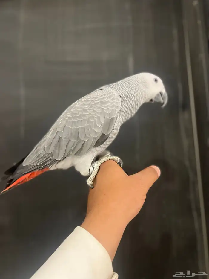 فرخ كاسكو حمامه وثلجي 10