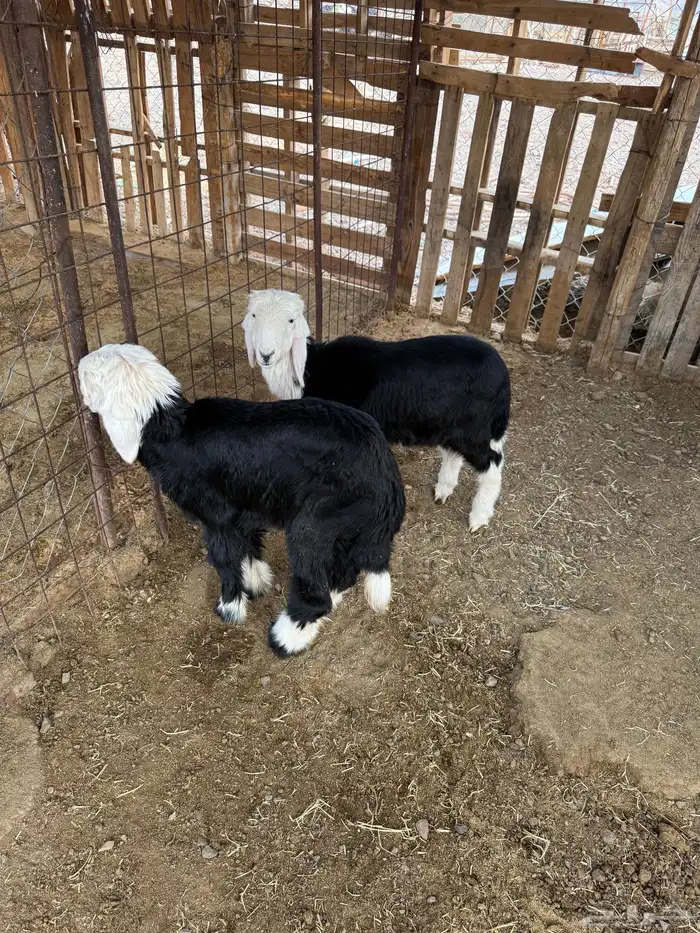 رخال نجد على الحليب والبرسيم والشعير 0