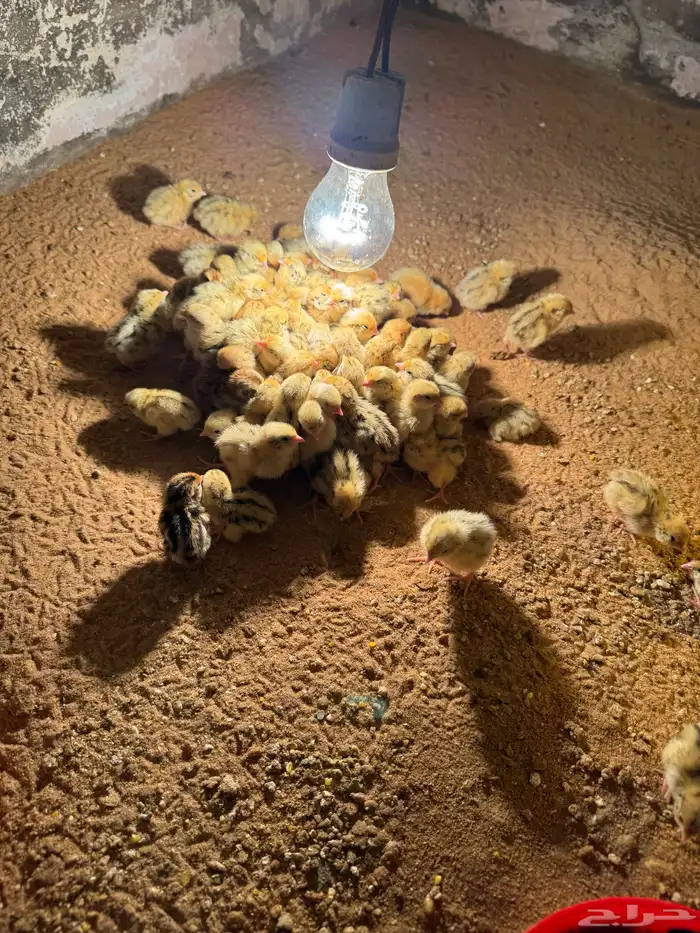 صوص صيصان سمان فري مريعي 7