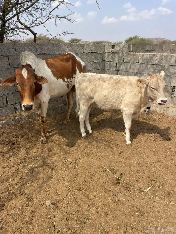 حسلان للبيع 2