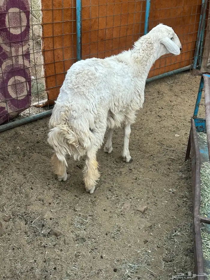 طلي حري للبيع 0