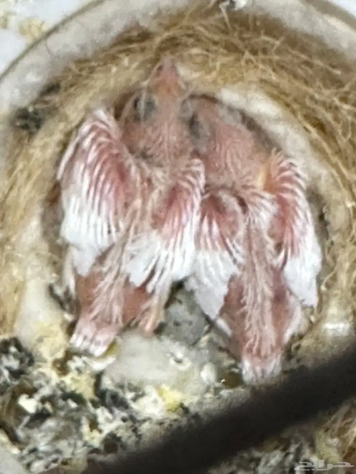 جوز كناري سوري منتج مع فرخين 4