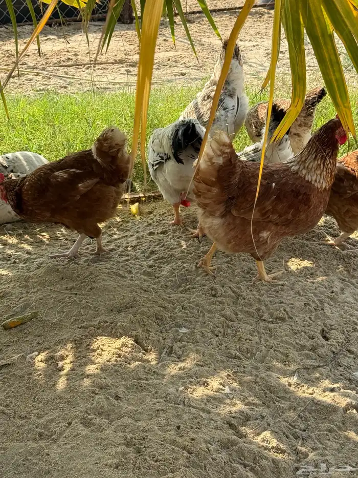 أطباق بيض تفقيس (تركي-كلومبي-فرنسي) 5