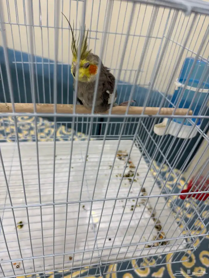 طير كروان ذكر 2