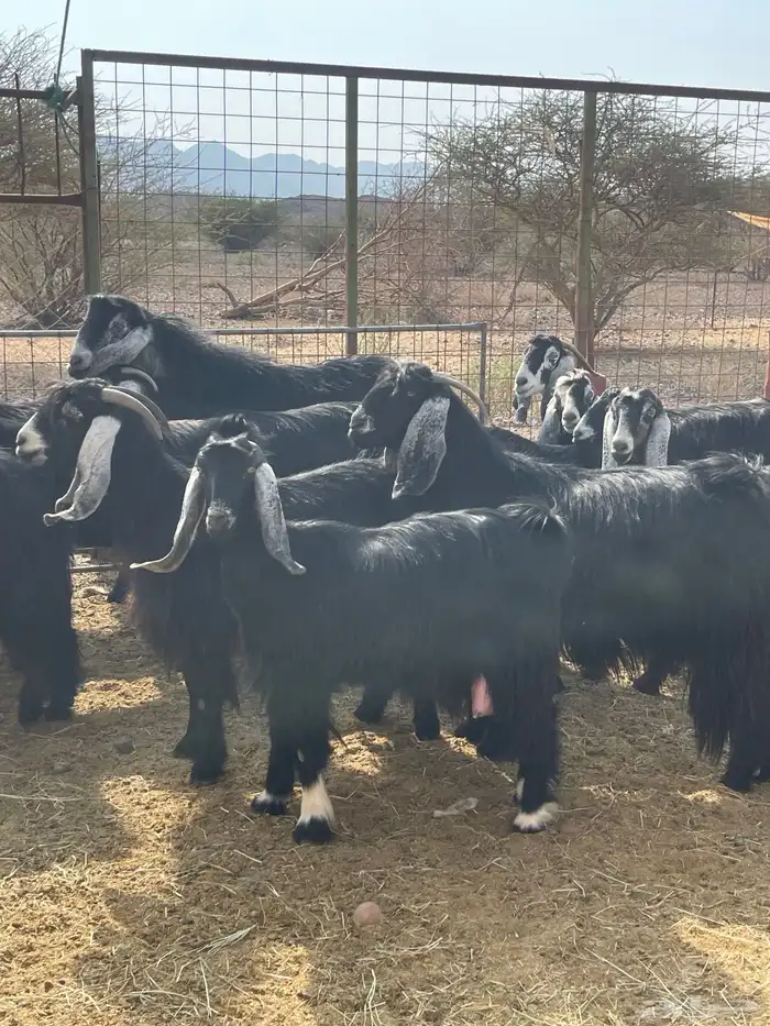 معزا ( تم البيع ) 12