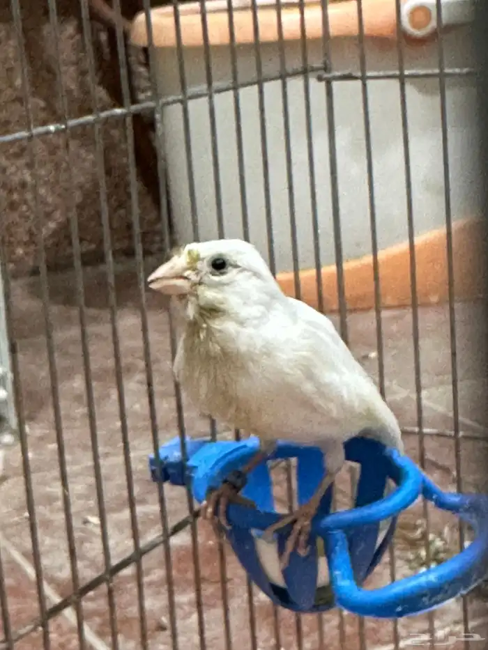 جوز كناري سوري منتج مع فرخين 3