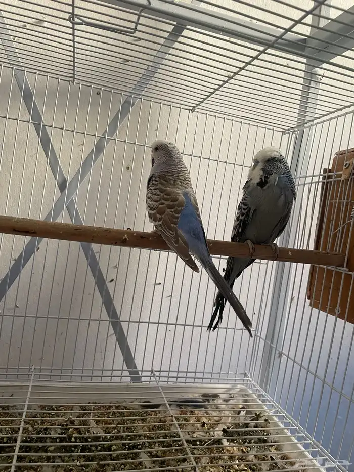 ثلاث ازواج باجي انجليزي وزوجين استرالي 5