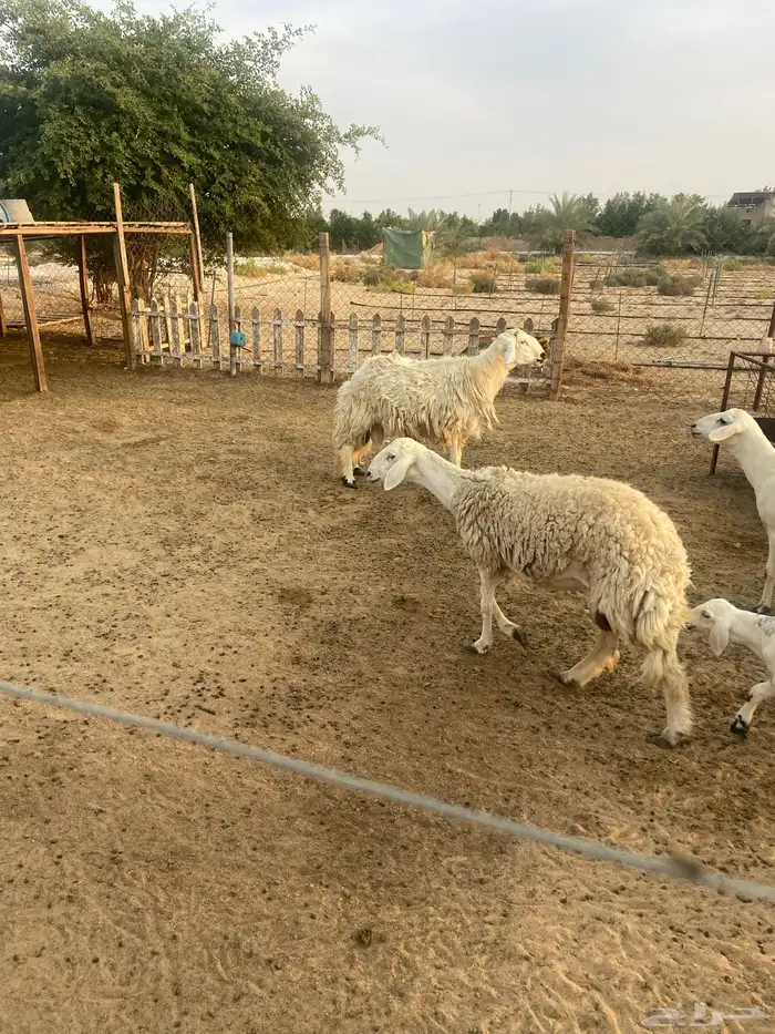 خروف حري فحل شرط القريع 3
