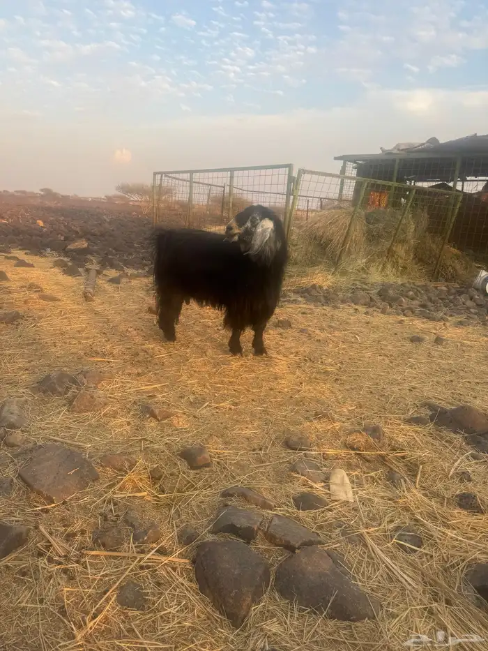 تيس فحل مشروط 3